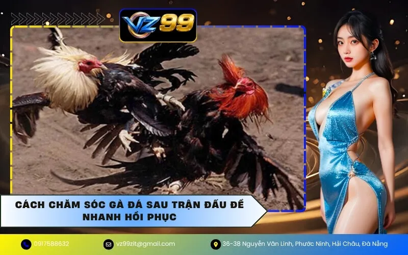 Cách Chăm Sóc Gà Đá Sau Trận Đấu Để Nhanh Hồi Phục