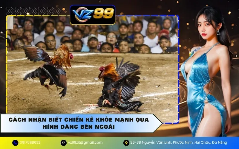 Cách Nhận Biết Chiến Kê Khỏe Mạnh Qua Hình Dáng Bên Ngoài