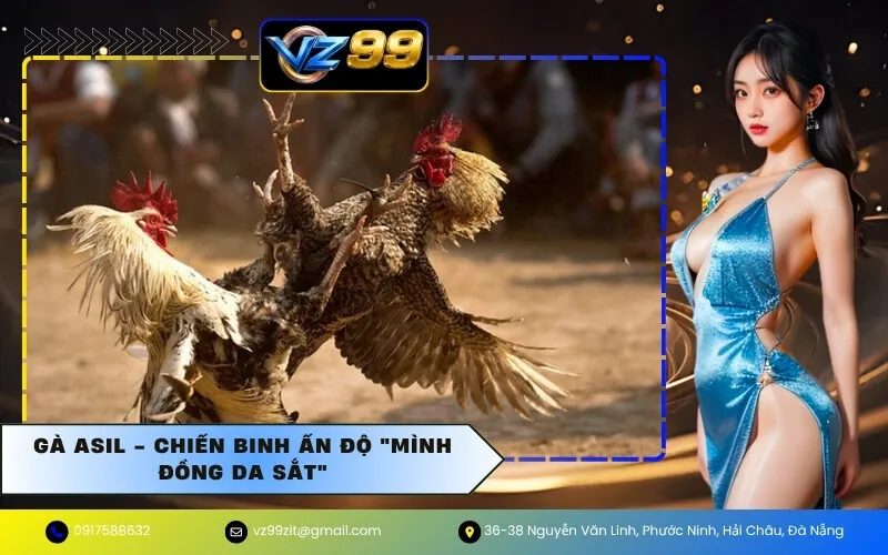 Gà Asil - Chiến binh Ấn Độ "mình đồng da sắt"