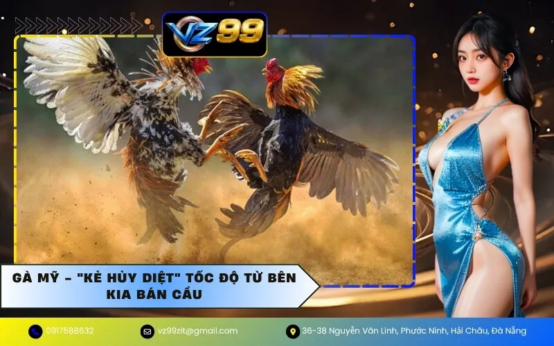 Gà Mỹ - "Kẻ hủy diệt" tốc độ từ bên kia bán cầu