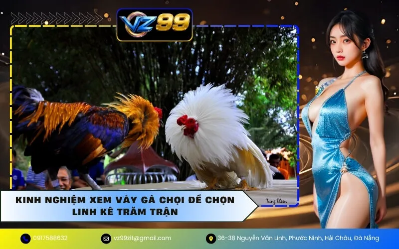 Kinh Nghiệm Xem Vảy Gà Chọi Để Chọn Linh Kê Trăm Trận