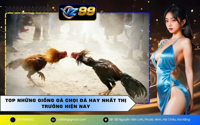 Top Những Giống Gà Chọi Đá Hay Nhất Thị Trường Hiện Nay